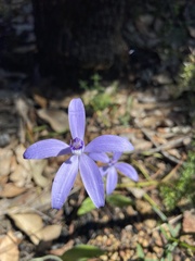 Cyanicula sericea