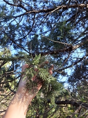 Juniperus excelsa
