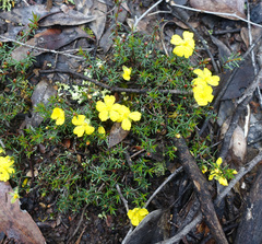 Hibbertia