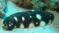 Holothuria nobilis