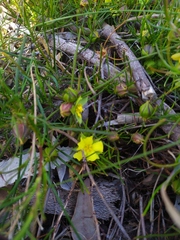 Hibbertia striata