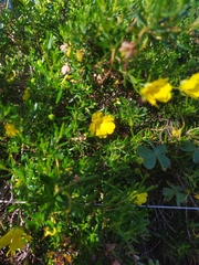 Hibbertia hypericoides