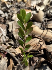 Boronia crenulata