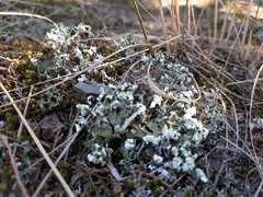 Cladonia foliacea