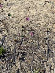 Utricularia multifida