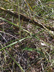 Thelymitra macrophylla