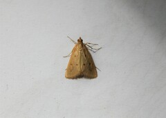 Achyra nudalis