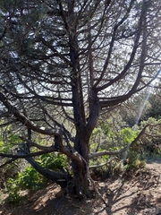 Juniperus excelsa