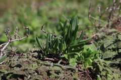 Carpobrotus glaucescens