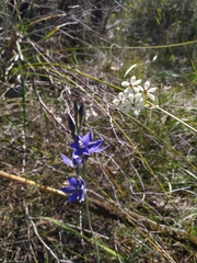 Thelymitra macrophylla