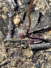 Utricularia multifida
