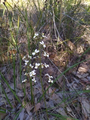 Stylidium piliferum