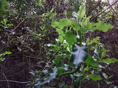 Escallonia pulverulenta