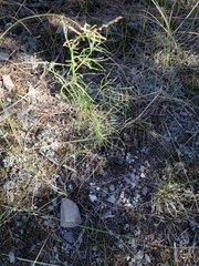 Asparagus verticillatus