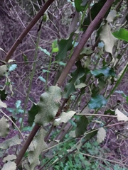 Escallonia pulverulenta