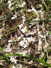 Stylidium androsaceum