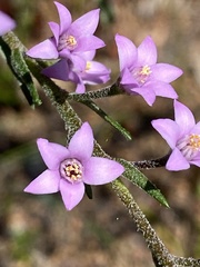Philotheca spicata