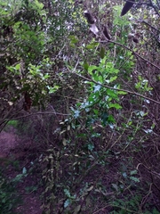 Escallonia pulverulenta