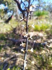 Stylidium carnosum