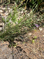 Philotheca spicata