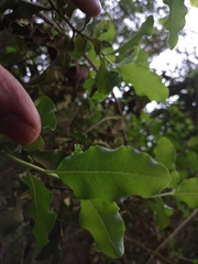 Escallonia pulverulenta
