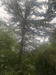 Cedrus atlantica