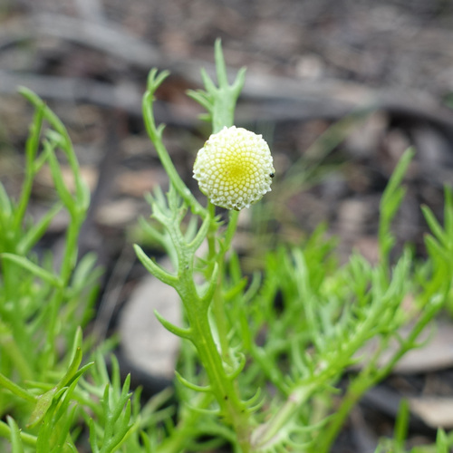 Image of Cotula bipinnata by (c) yatesy, some rights reserved (CC BY)