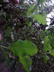 Escallonia pulverulenta