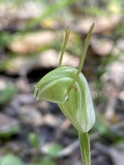 Pterostylis setulosa