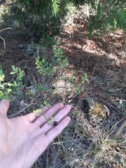 Chrysojasminum fruticans