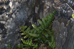 Asplenium difforme