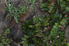 Asplenium difforme