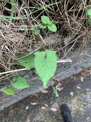 Fallopia convolvulus