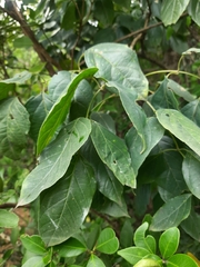 Stereospermum tetragonum