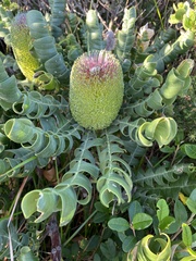 Banksia grandis