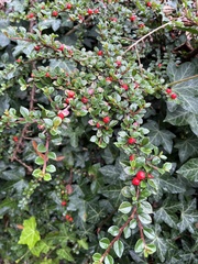 Cotoneaster horizontalis