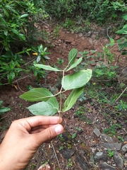 Stereospermum tetragonum