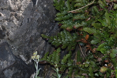 Asplenium difforme