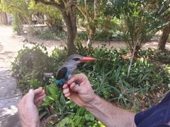 Halcyon senegaloides