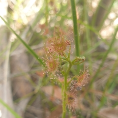 Drosera auriculata