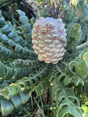 Banksia grandis