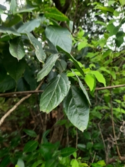 Stereospermum tetragonum