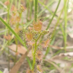 Drosera auriculata
