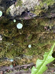 Umbilicus rupestris