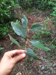 Stereospermum tetragonum