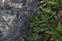 Asplenium difforme