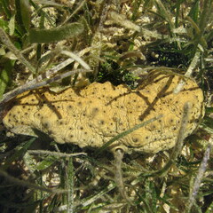 Stichopus herrmanni