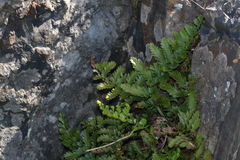 Asplenium difforme
