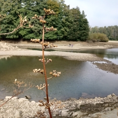 Scrophularia auriculata