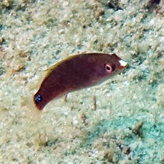 Cirrhilabrus temminckii